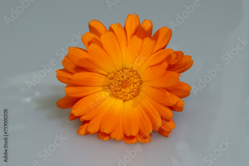 Margarita naranja