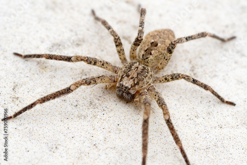 Nosferatu-Spinne auf hellem Steinboden im Freien