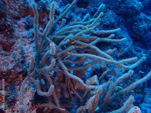 coral reef underwater 