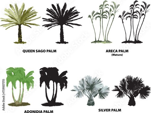 palm trees 1 florida queen sago adonidia silver areca vector tropical watercolor illustration photo