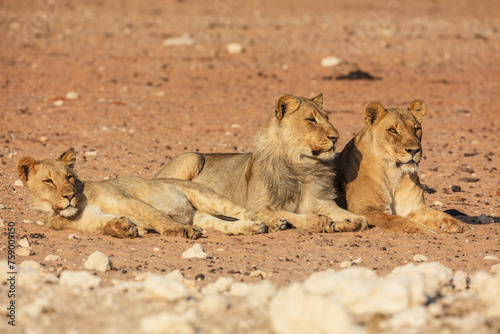 A group of three lions (Panthera leo) resting and relaxing in the early morning sun, Namibia