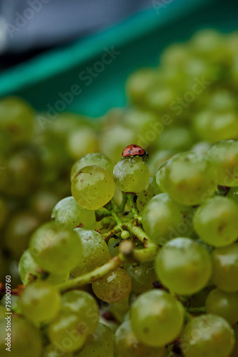 Weinlese