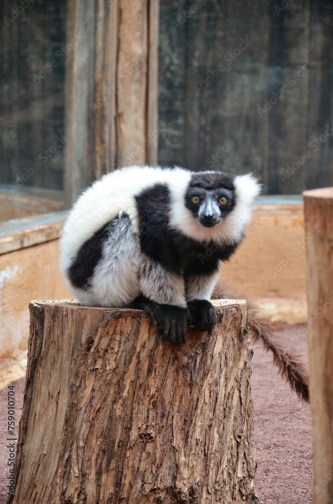 Fototapeta premium black and white ruffed lemur in a zoo at Tenerife, Canary Islands, Spain.