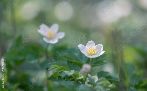 Anemone nemorosa, wood anemone, windflower. Blur effect with shallow depth of field