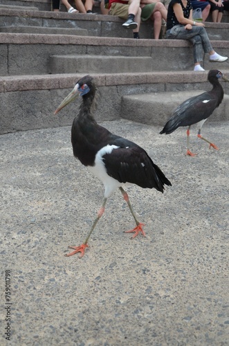 Abdim's Stork (Ciconia Abdimii) in Jungle Parck in Tenerife photo