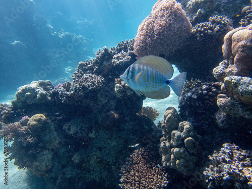 Indian sailfin doctorfish, surgeonfish, in the coral reef during a dive in Bali photo