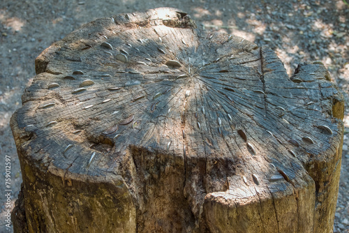 coins hammered into tree trunk a tradition used to bring good luck and health to people photo