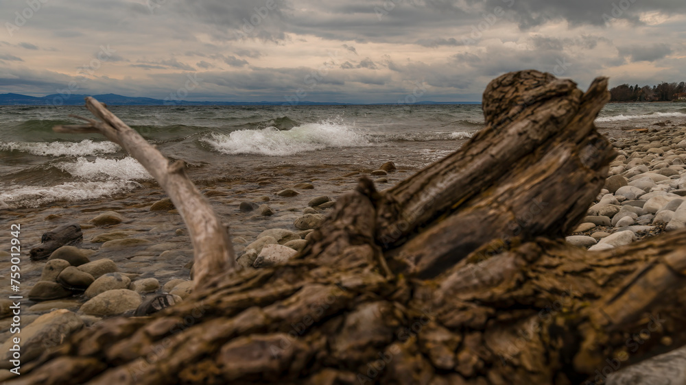 Aufnahme von Treibholz an einem Kiesstrand am Bodensee