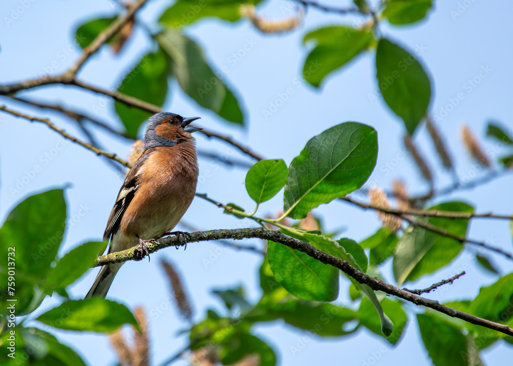 Chaffinch (Fringilla coelebs) - Widespread across Europe, Asia, and North Africa Chaffinch (Fringilla coelebs) - Widespread across Europe, Asia, and North Africa