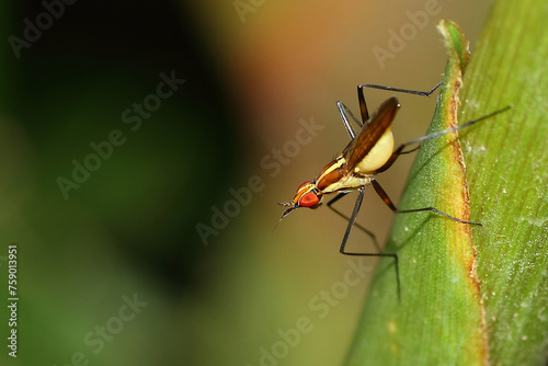 close-up of a banana stalk fly insect photo
