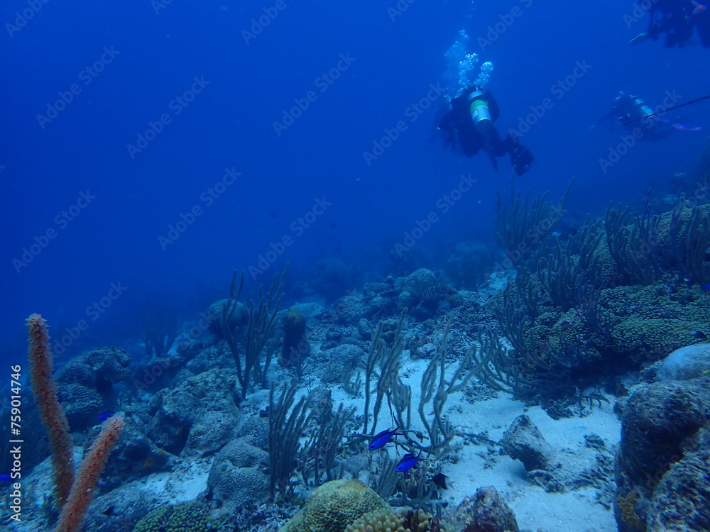 Obraz premium divers