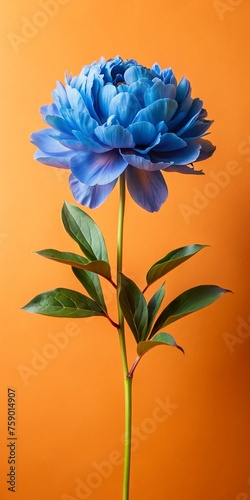 Beautiful blue flower with stem and leaf isolated on orange background