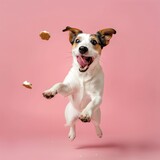 Happy dog jumping on pastel background and catching a treat with mouth wide open