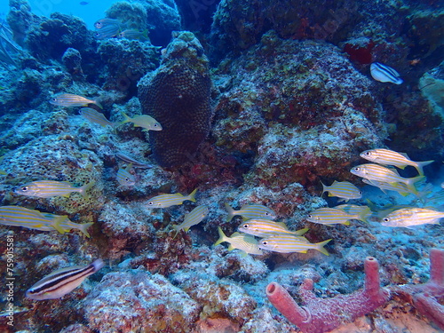 Fototapeta Naklejka Na Ścianę i Meble -  colorful fish in the reef 