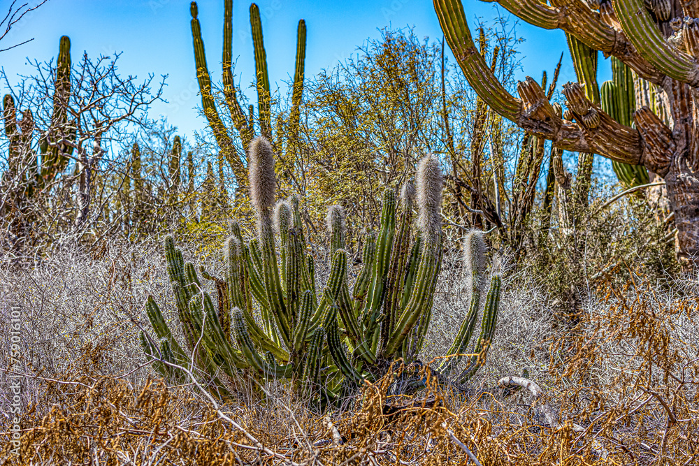 Xeric shrublands, Pachycereus pringlei or cardon cactus among typical wild desert vegetation against blue background, steppe landscape, sunny spring day in Baja California Sur, Mexico