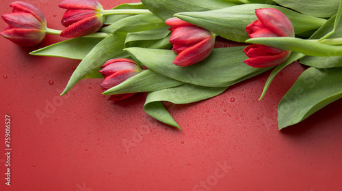 Red tulips on red background with space for message
