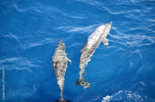 Wild delphins near Tenerife swimming © Denise Serra