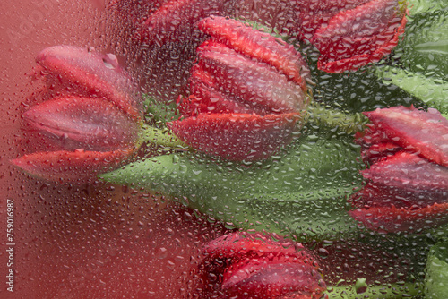 Red tulips on red background with space for message