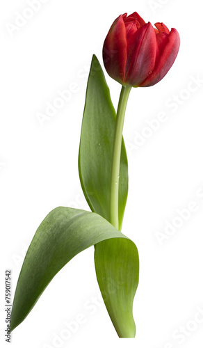 Red flame tulip 