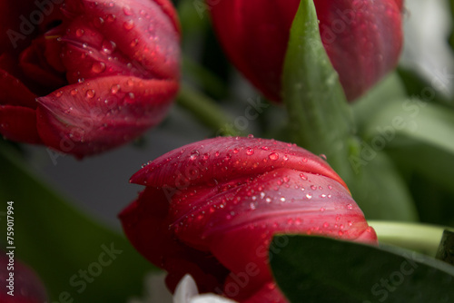 Red Tulip Flowers Bouquet Against Black Background