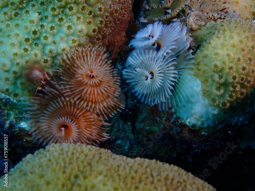 christmas tree worm