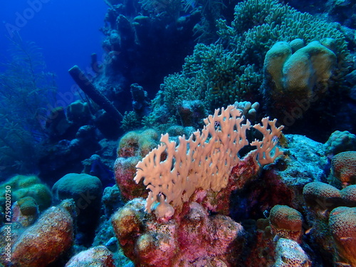 coral reef in the ocean  © Enrique