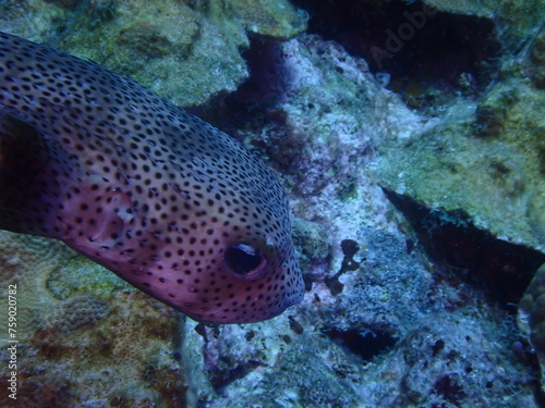 very nice fish in the reef  © Enrique