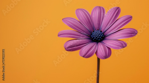 close up di di fiore viola vibrante che si staglia su un rigoglioso sfondo arancione, creando un contrasto visivamente sorprendente, spazio per testo, formato rettangolare