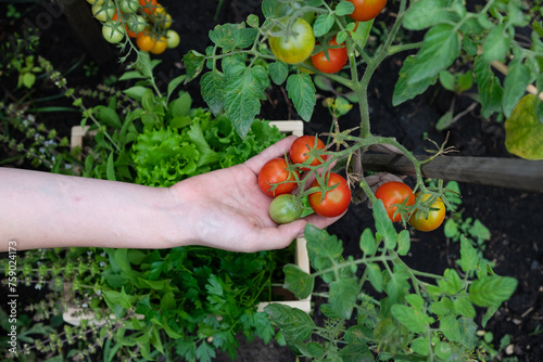 Harvesting red tomatoes in the garden
