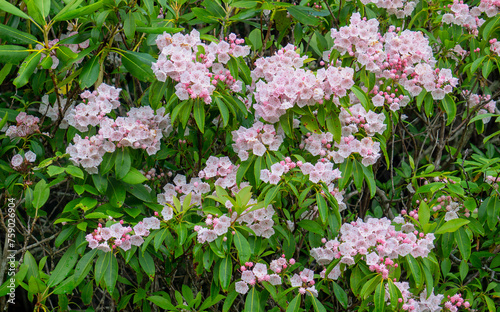 Kalmia latifolia, mountain laurel bush, with clusters of pink and white hexagon-shaped flowers and bright green foliage.