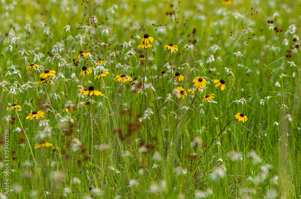A meadow of yellow black-eyed Susan flowers and white starrush in a moist prairie habitat.