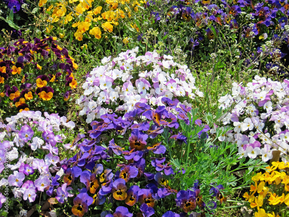 Flower beds planted with viola flowers of various colors Flower beds planted with viola flowers of various colors