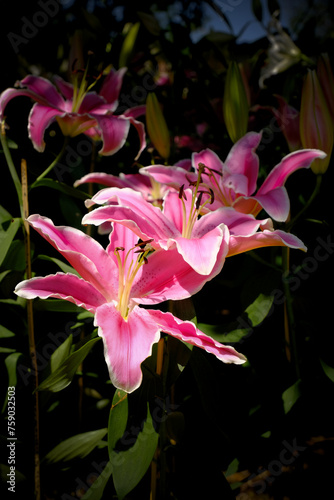 blooming colorful Oriental Lily(Fragrant Lily) flowers,close-up of pink lily flowers blooming in the garden
