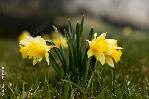 jonquilles  photo