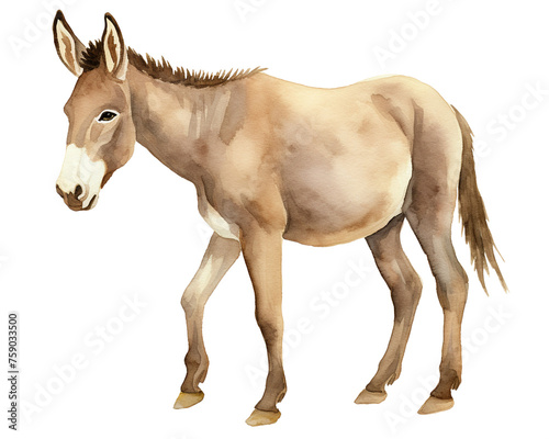 Mule single object watercolor illustration isolated on white background for removing backgroundIsolate