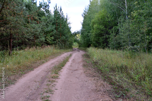 gravel road going through spruce forest 