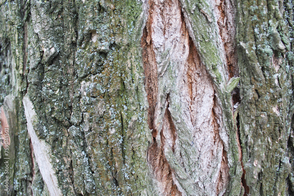 Obraz premium background texture of the bark of an acacia tree