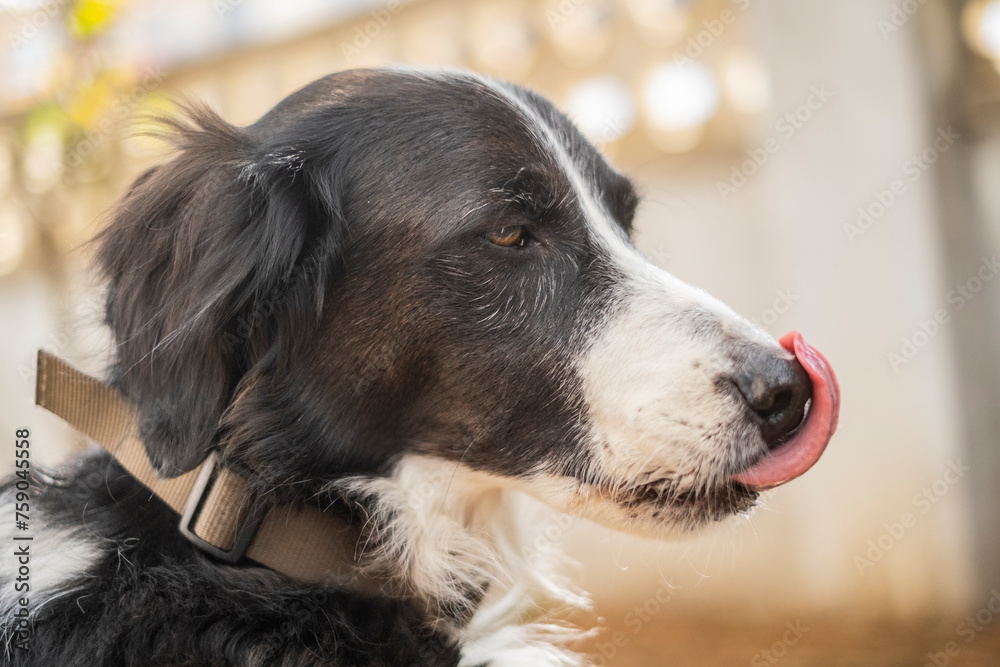 Fototapeta premium Perro limpiándose la cara con la lengua