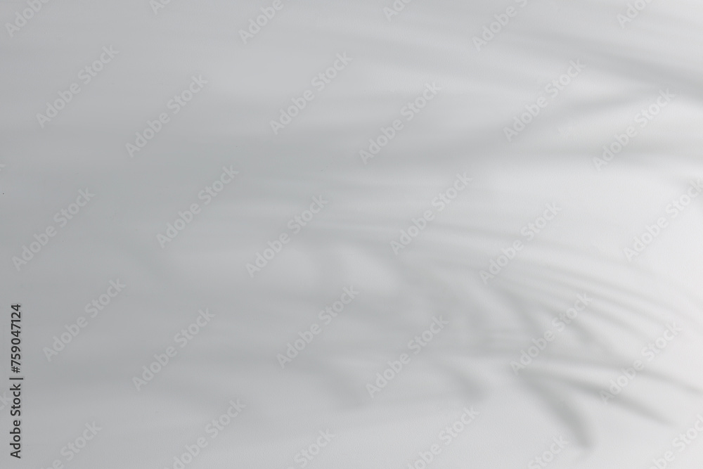 Shadow of plant falling on white wall, space for text Shadow of plant falling on white wall, space for text