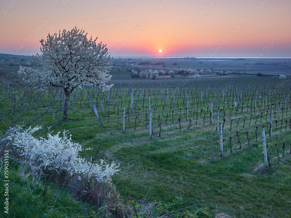 Fototapeta premium blühende Kirschbäume bei Donnerskirchen, Burgenland, Österreich