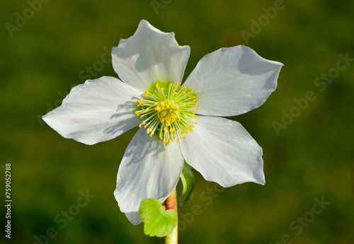 Ciemiernik biały na rozmytym tle, blurr, Helleborus niger, Christmas rose, Christrose, black hellebore, white hellebore flower 