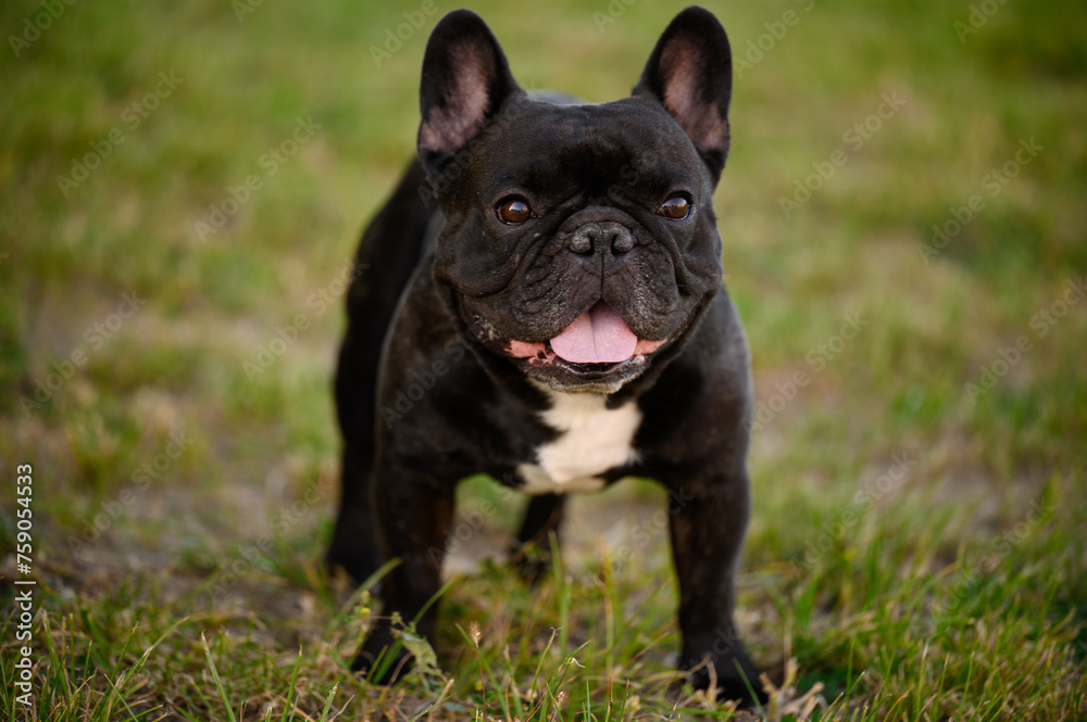 Beautiful, purebred French black bulldog stands on the grass during a walk, sticking out his tongue, sweltering from the heat. Concept of pets, care, animals on a walk.