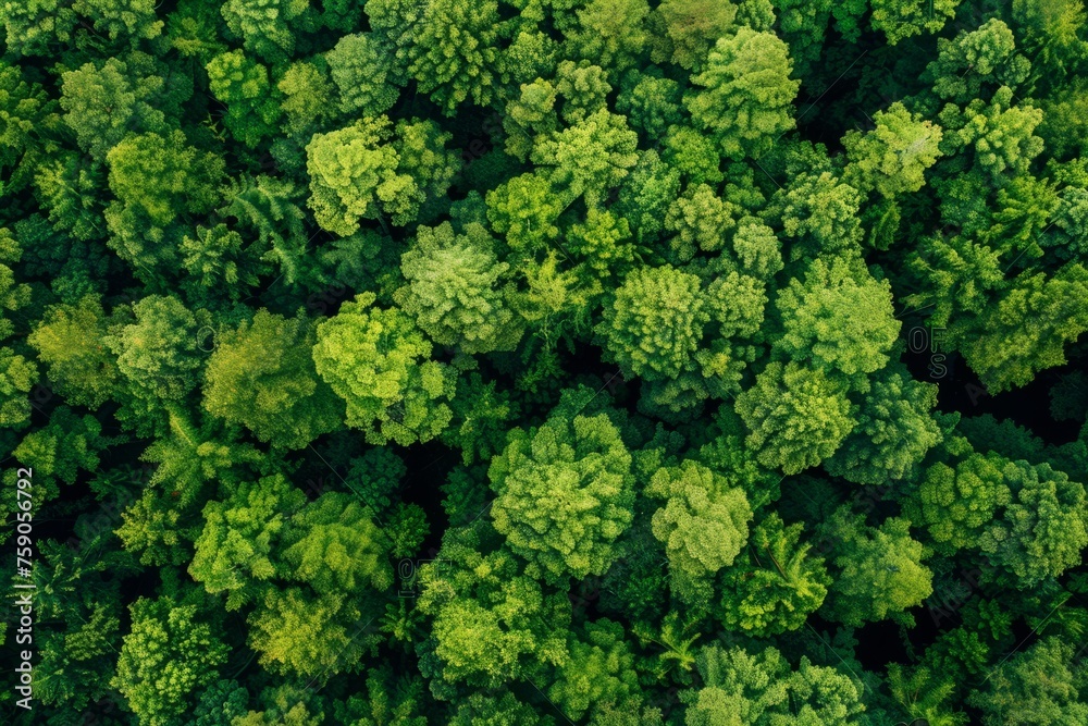 Aerial view of green trees in the forest. Dense green trees absorb carbon dioxide. Green tree nature background carbon neutral and net zero emission concept.