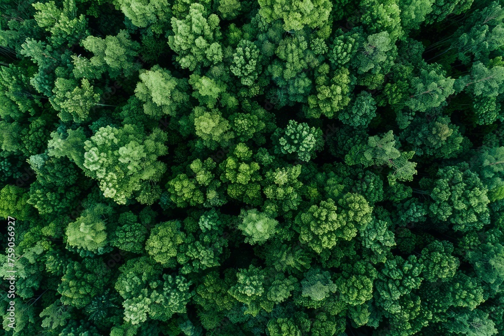 Aerial view of green trees in the forest. Dense green trees absorb