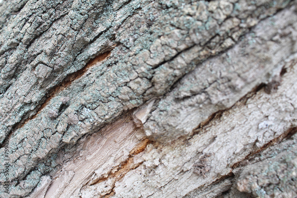old wood texture old wood texture