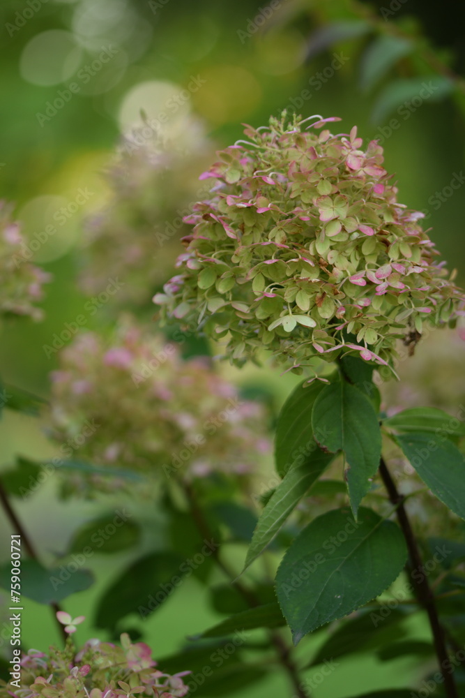 Hydranegea paniculata lime green and pink flowers on green bokeh garden background with shiny bokeh lights, selective focus blurred background. Hydranegea paniculata lime green and pink flowers on green bokeh garden background with shiny bokeh lights, selective focus blurred background.