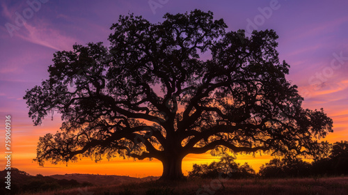 An enchanting view of a large oak tree with a vivid purple and orange sunset in the background, silhouetting the branches