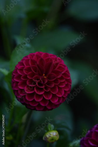 Dahlia flower on bokeh garden background, dahlia flower closeup for floral background with bokeh space for text.
