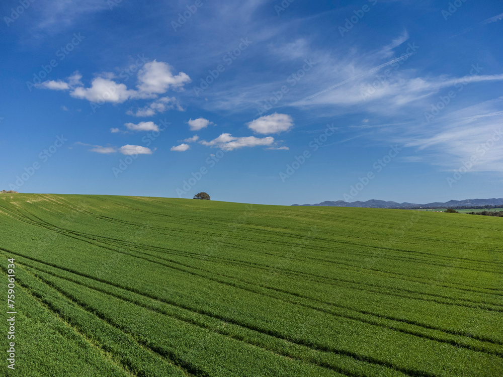 cereal cultivation field between Villafranca de Bonany and Porreres, Majorca, Balearic Islands, Spain