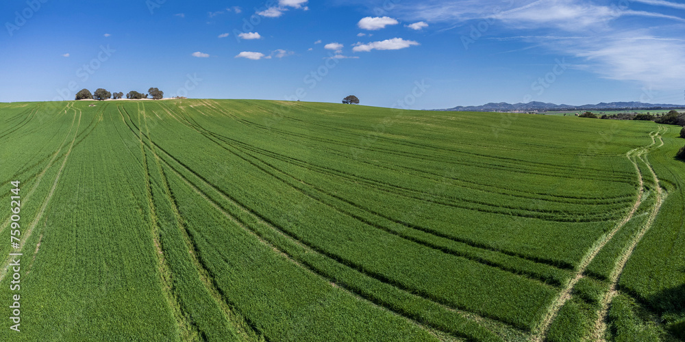 cereal cultivation field between Villafranca de Bonany and Porreres, Majorca, Balearic Islands, Spain